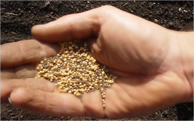 ParÃ¡bola de la semilla de mostaza para reflexionar en Semana Santa